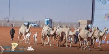 1 ديسمبر.. انطلاق مهرجان الملك عبدالعزيز للإبل