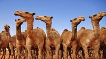 قطيع إبل يقود مواطن إلى السجن بتهمة القتل!