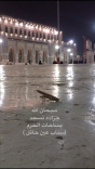 بالفيديو … جرادة تسجد في ساحة الحرم المكي