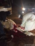 بعودة ابن عمه ( يوسف ) بنحر جمل على مدخل مدينه حائل _ طريق القصيم ( فيديو _ صور )