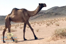 أطول ناقة سعودية تقتحم موسوعة جينيس