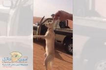 “الحياة الفطرية” توضح حقيقة فيديو الصيد بسيارة حكومية