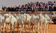 السماح للنساء بحضور مهرجان مزاين الإبل لأول مرة منذ انطلاقته