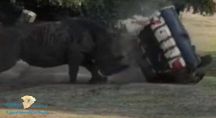 بالفيديو … وحيد قرن ( ينجف ) سيارة ويقلبها عدة مرات في مشهد مرعب.. ونجاه سواقها بأعجوبة