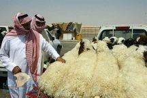 بالفيديو.. نصائح هامة يجب مراعاتها عند شراء الأضحية