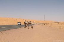 مطالبه بازدواجيه طريق جبه __ قناء