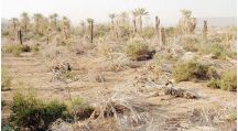 تجزئة الأراضي الزراعية تقضي على أزمة الصكوك