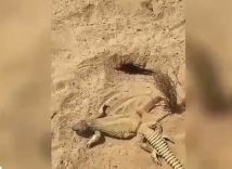 مواطن خرج للبر فتفاجأ بهذا الضب.. الذي قرر شباب ان لا يصطادونه ولا يطلقونه فتركوه على هذه الحال المؤلمة!
