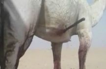 عامل سوداني يطعن”ناقة”بالسكين ويتركها تنزف .. بسبب خلاف بينه وبين صاحبها