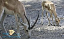 ولادة أول غزال بمحمية طبيعية في السعودية