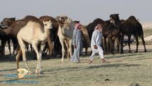 أول مستشفى للإبل في العالم بالسعودية