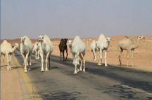 إبل تسير في الشوارع تعطل حركة السيارات.. واقتراح بذبحها وتوزيعها على الفقراء